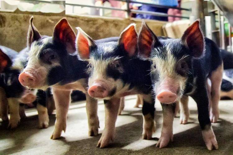 影响养殖企业营收的两个重要指标分别是猪肉价格和生猪销售量.