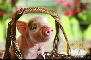 爱沙尼亚宰杀2万余头生猪控制猪瘟疫情