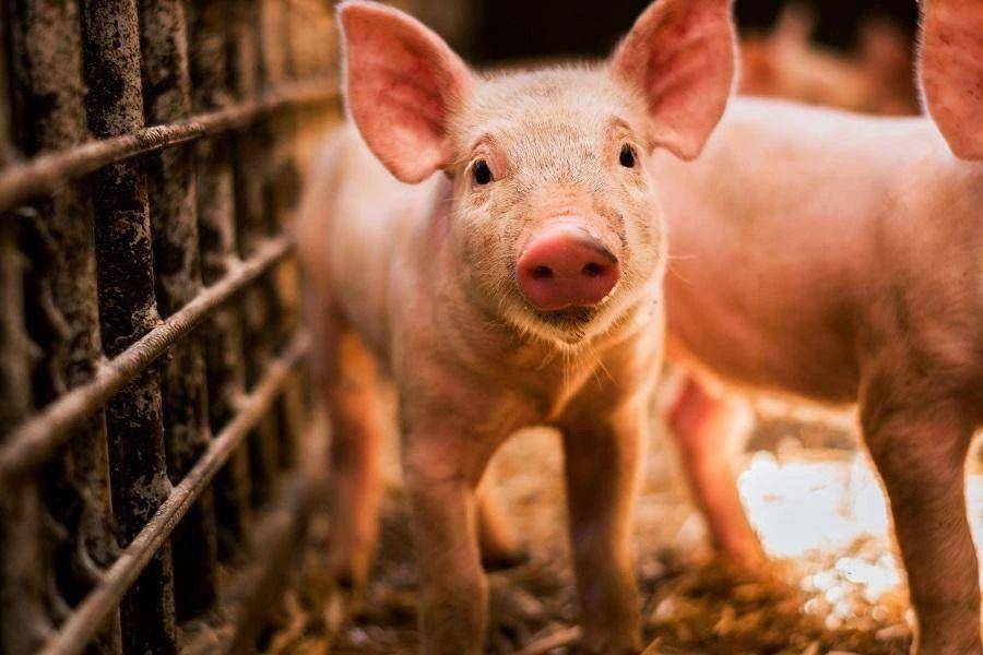 基于生猪养殖流程,生猪养殖的完全成本大致可分为三个部分:生
