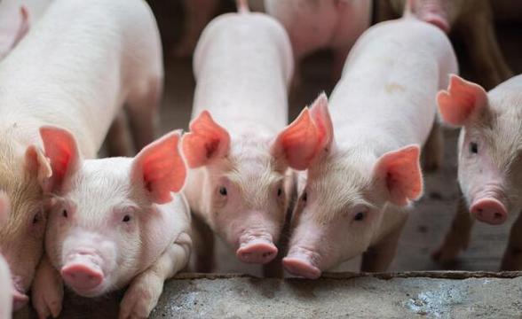 刘木华委员:生猪养殖企业应积极关注并利用生猪期货
