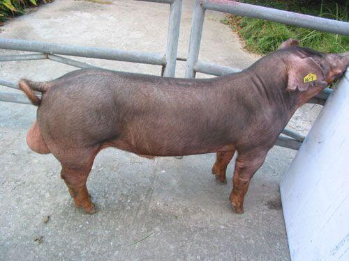优质种猪杜洛克猪种猪国际化标准示范养殖高品质长白猪批发